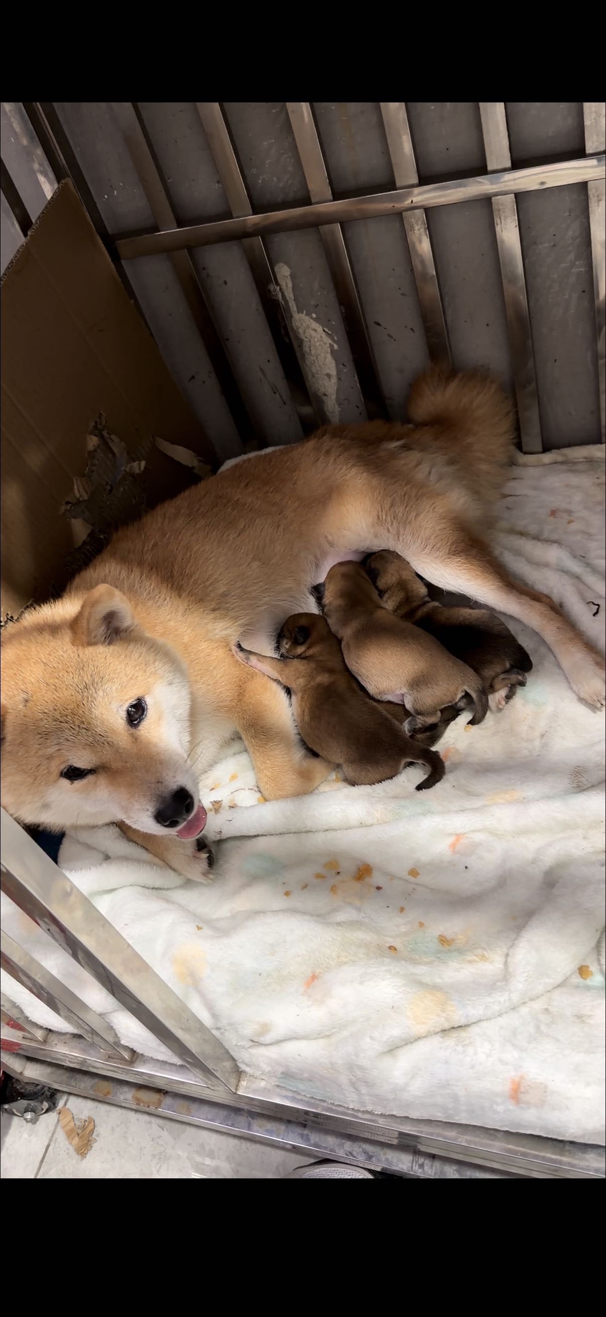 自家纯种柴犬配种下的3母1公，已经满月，...