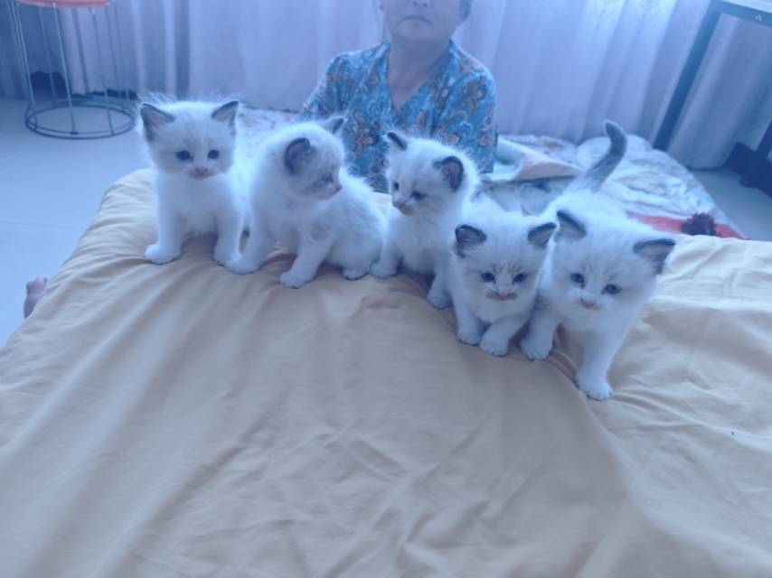 家养纯种布偶喜欢的吗